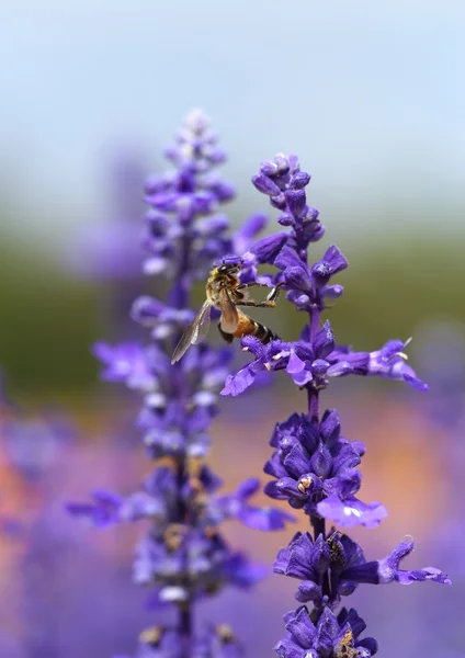 Lavendelbloem met bij — Stockfoto