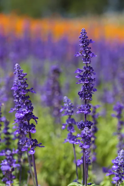 Flor de lavanda — Fotografia de Stock