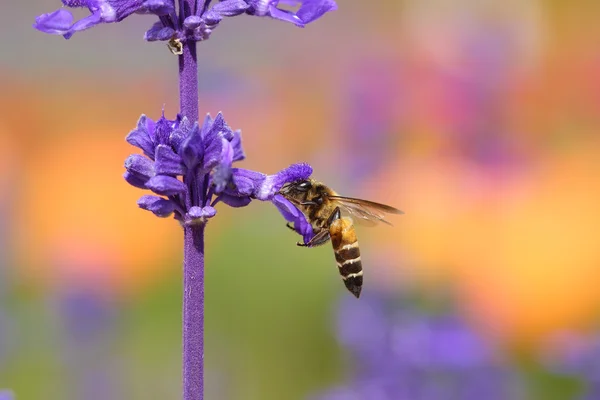 Lavendelblomma med bi — Stockfoto