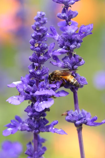 Flor de lavanda con abeja — Foto de Stock