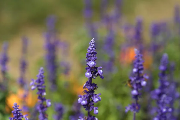 Flores de lavanda — Fotografia de Stock