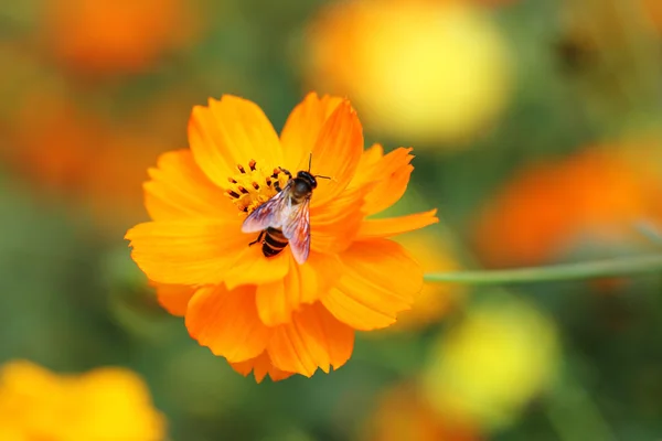 Orange kosmos blomma med bee — Stockfoto