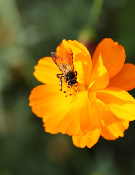 蜂とオレンジ コスモス — ストック写真