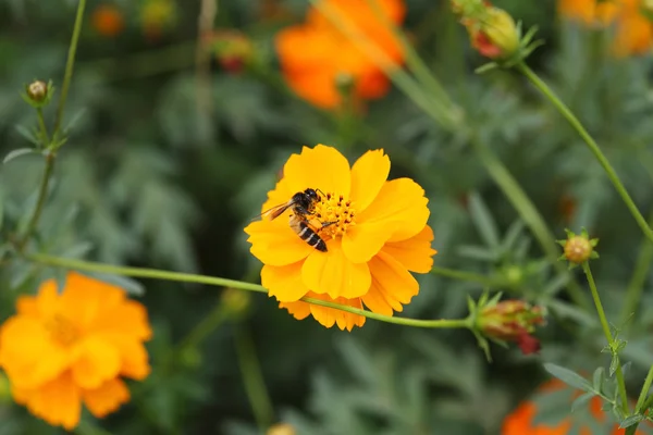 Fiore cosmo arancione con ape — Foto Stock