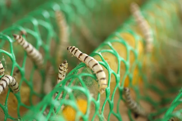 Close up de Silkworm — Fotografia de Stock