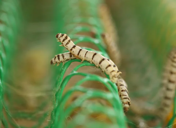 Close up van zijderupsen — Stockfoto