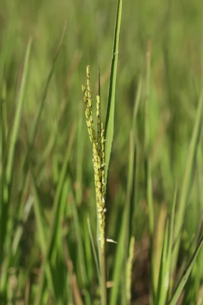 Rice spike in the paddy field — Stock Photo, Image