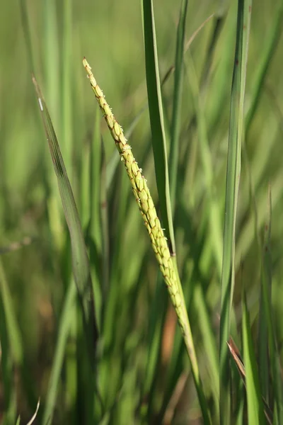 Pic de riz dans la rizière — Photo