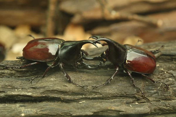 Käfer auf Holz — Stockfoto