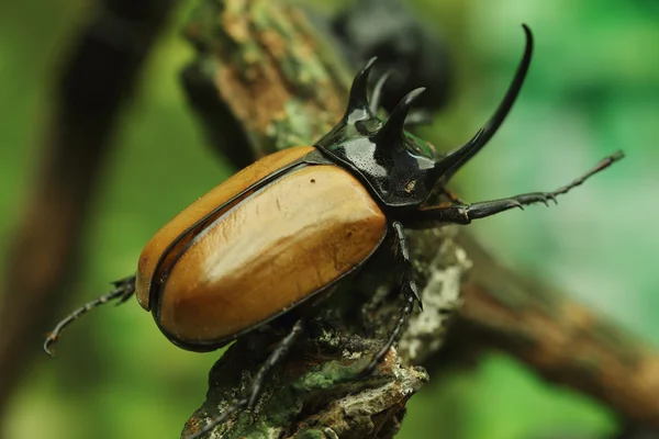 Beetle på trä — Stockfoto