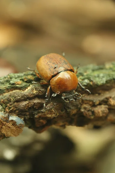 Beetle på trä — Stockfoto