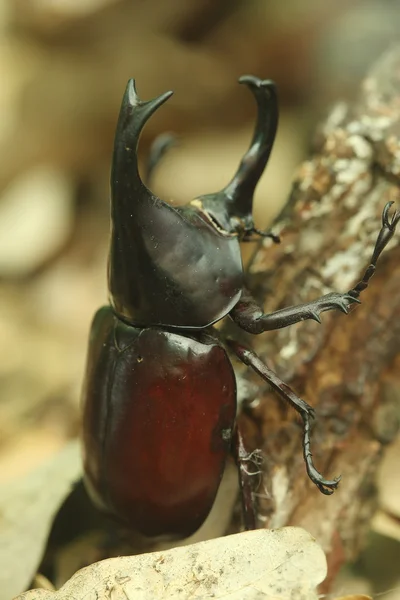 Beetle på trä — Stockfoto