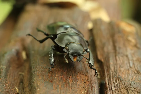 Beetle på trä — Stockfoto
