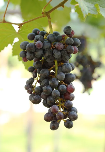 Red wine grapes hanging — Stock Photo, Image