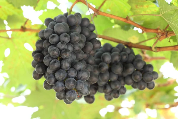 Red wine grapes hanging — Stock Photo, Image