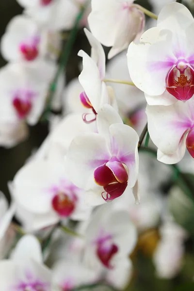 Phalaenopsis-Orchidee — Stockfoto