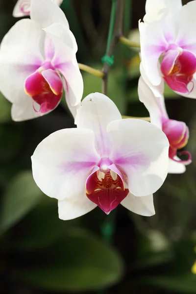 Phalaenopsis-Orchidee — Stockfoto