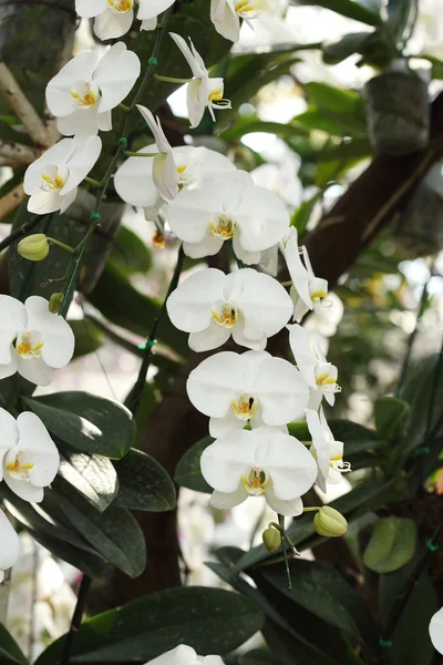 Orquídea Phalaenopsis — Fotografia de Stock