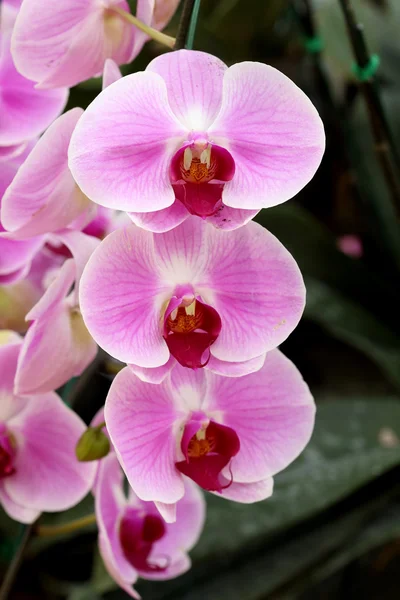 Phalaenopsis 난초 — 스톡 사진