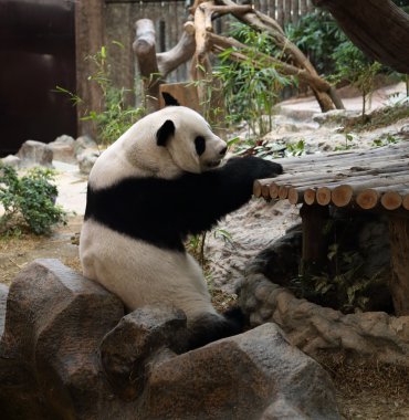 dinlenme ayı Panda