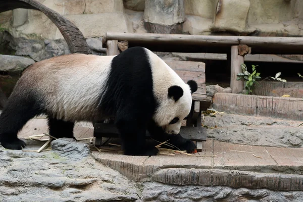 Panda bear vilar — Stockfoto