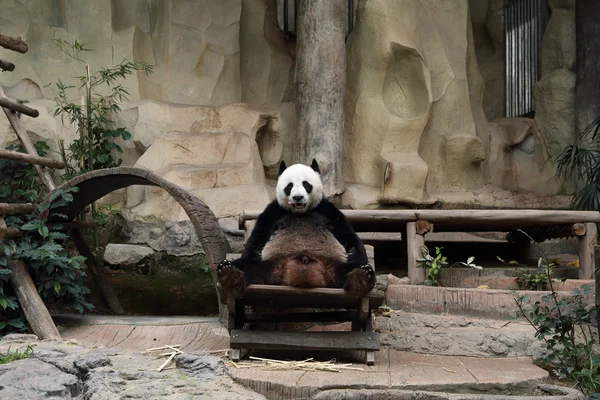 Panda bear ανάπαυσης — Φωτογραφία Αρχείου