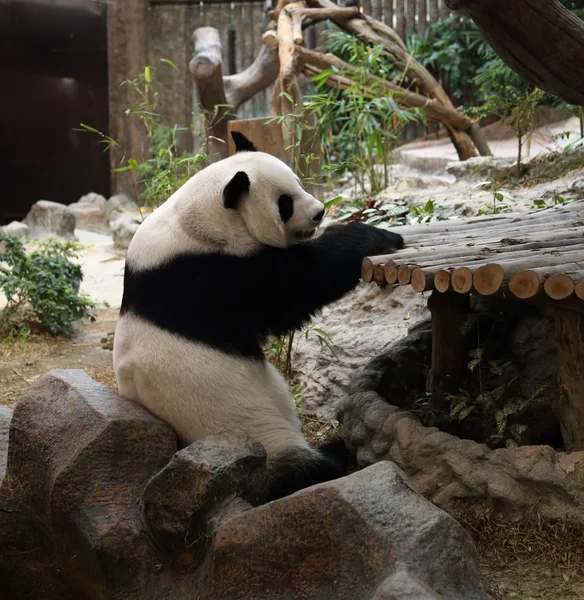 Panda bear resting — Stock Photo, Image