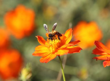 orange cosmos flower with bee clipart