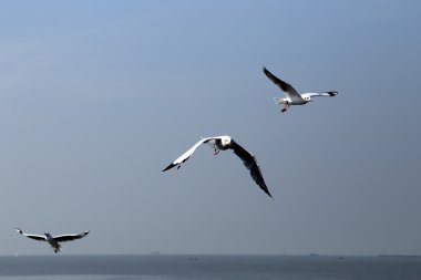 Martı gökyüzünün altında uçuyor.