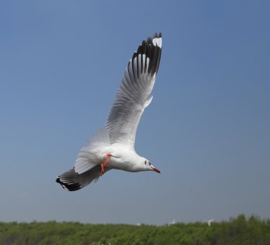 Martı gökyüzünün altında uçuyor. 