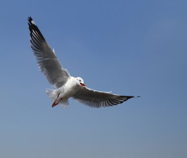 Martı gökyüzünün altında uçuyor. 