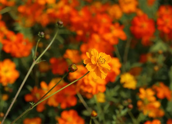 Hermosa flor cosmos naranja — Foto de Stock