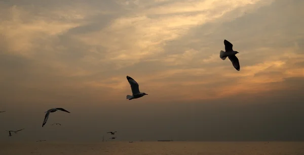 在邦浦海滩与日落海鸥 — 图库照片