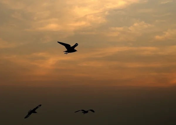 Zeemeeuw met zonsondergang in Bang Pu beach — Stockfoto