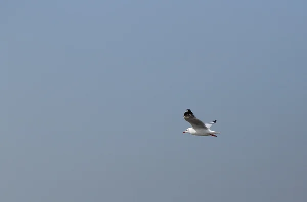 Gaviota volando bajo el cielo — Foto de Stock