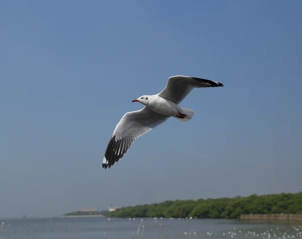 Pescăruşul zburând sub cer — Fotografie, imagine de stoc