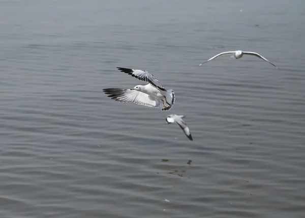 Seagull flying — Stock Photo, Image