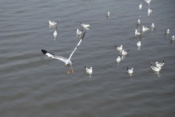 海鸥飞 — 图库照片