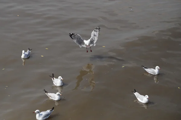 Seagull flying — Stock Photo, Image