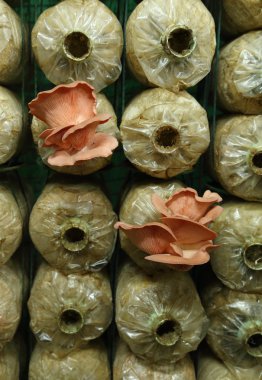 Spawn torbalar üzerindeki pembe istiridye mantar (kavak djamor)