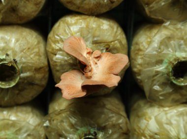 Spawn torbalar üzerindeki pembe istiridye mantar (kavak djamor)