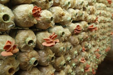 Spawn torbalar üzerindeki pembe istiridye mantar (kavak djamor)