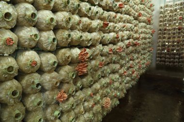 Spawn torbalar üzerindeki pembe istiridye mantar (kavak djamor)