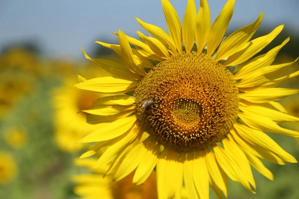 Girasole in campo — Foto Stock