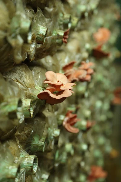 Fungo ostrica rosa (Pleurotus djamor) su sacchetti di uova — Foto Stock