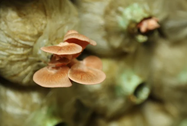 Roze gewone oesterzwam (Pleurotus djamor) op spawn zakken — Stockfoto