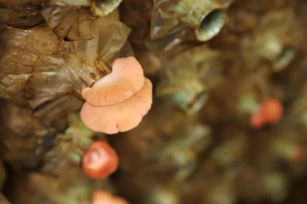 Cogumelo-de-ostra-rosa (Pleurotus djamor) em sacos de desova — Fotografia de Stock