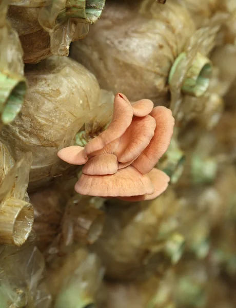 Cogumelo-de-ostra-rosa (Pleurotus djamor) em sacos de desova — Fotografia de Stock