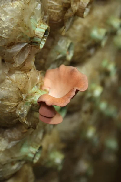 Růžový hlívy ústřičné (Pleurotus djamor) na spawn tašky — Stock fotografie