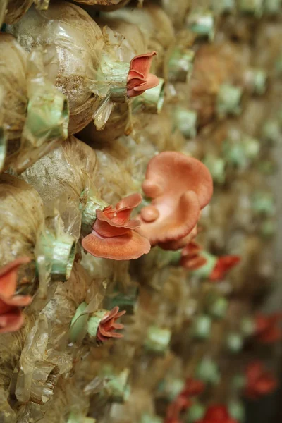 Pink oyster mushroom (Pleurotus djamor) on spawn bags — Stock Photo, Image